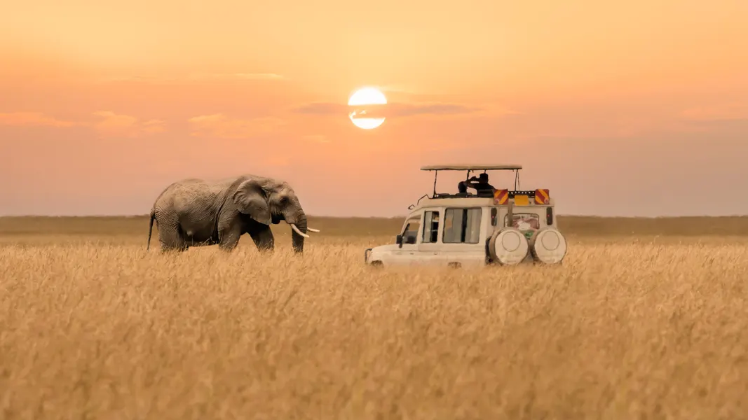 Is Going on Safari Expensive?